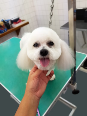Bichon frisé