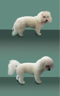 Bichon frisé