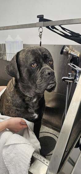 Cane Corso