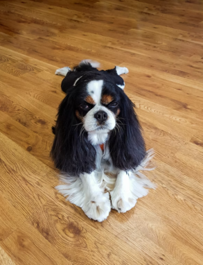 Cavalier King Charles