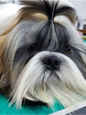 Shih tzu