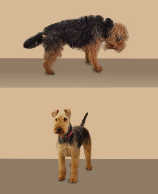Welsh terrier