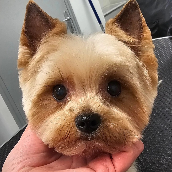 Yorkshire terrier